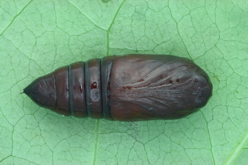 ID bruco:  Orthosia gothica